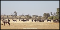Large concentration of blue wildebeest at Langklaas waterhole