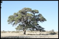 Camel Thorn tree
