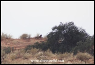 Cheetah on a distant dune