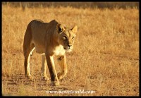 Kalahari lioness