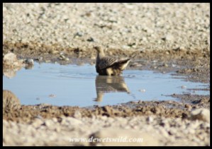 Namaqua Sandgrouse wetting his feathers to take water back to its chicks at the nest