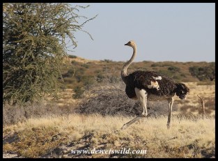 Ostrich male on the run