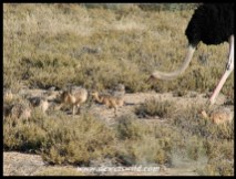 Ostrich male with his chicks
