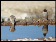Red-headed Finch pair