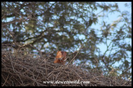 Slender Mongoose atop a Sociable Weaver nest