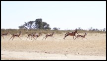 Springbok and Red Hartebeest fleeing