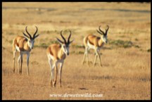 Springbok Rams