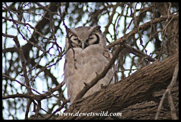 Verreaux's Eagle Owl seen at Twee Rivieren