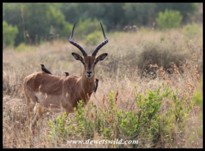 Impala Ram with Red-billed Oxpeckers
