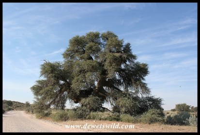 Camel Thorn tree