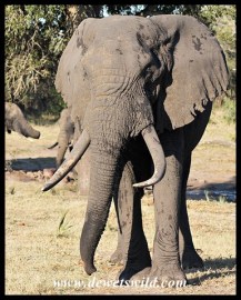 Tembe's Ucici died in 2017 (seen May 2013)