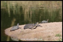 Marsh and Serrated Terrapins