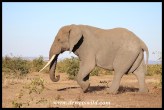 Unknown Kruger Tusker (2016/06/30)