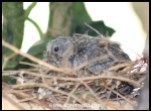 Nine day old Laughing Dove chick