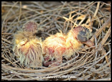 Day old Laughing Dove squabs
