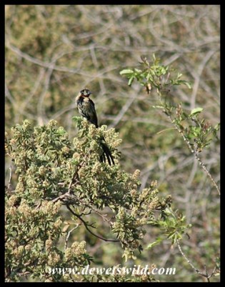 Red-collared Widowbird in transitional plumage