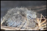 Ten day old Laughing Dove chick