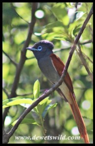 African Paradise Flycatcher (male)