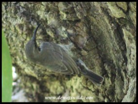 Amethyst Sunbird female