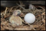 The first chick hatched on the 11th of November