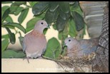 The pair of Laughing Doves at the nest