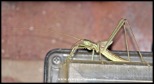 With the kind help of wildlife photographer Brian Pettit (http://www.naturepicturesworldwide.com/ & https://www.zambezicruisesafaris.com/our-blog/), this massive insect was identified as the bush cricket Clonia wahlbergii