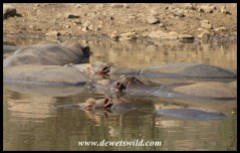 Hippos at Nkakane