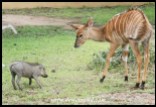 Playful warthog piglets at Mpila (photos of Joubert)