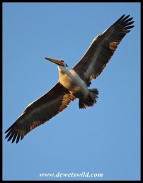 Pink-backed Pelican in flight over Umlalazi Nature Reserve