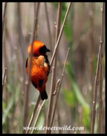 Red Bishop male