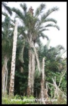 Kosi Raphia Palms