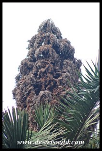 Kosi Raphia Palm inflorescence