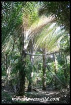 Kosi Raphia Palm