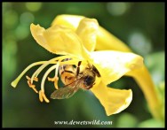 Honey Bee on Cape Honeysuckle