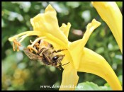 Honey Bee on Cape Honeysuckle