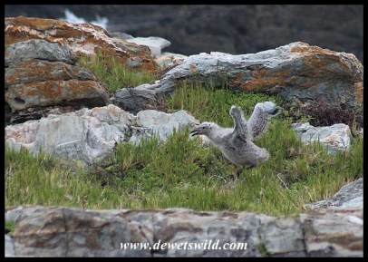 Kelp Gull chick stretching its wings