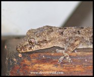 Common Tropical House Gecko