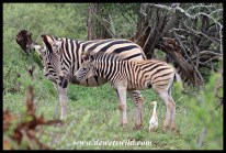 Plains Zebra mare and foal (with a photo-bombing cattle egret)
