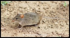 Single-striped Grass Mouse