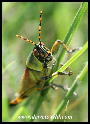 Elegant Grasshopper