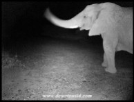 Elephant visiting us at Thutong one night (caught on our camera-trap)