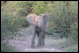 Elephant teenager showing off!