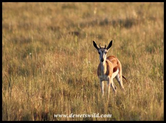 Young Springbok