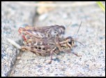 Unidentified Grasshoppers, possibly from the genus Catantops