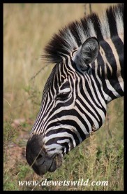 Plains Zebra close-up