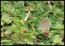 African Grass Blue butterfly