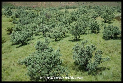 Common Sugarbush dot a hillside below Thendele in Royal Natal National Park