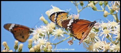 African Monarch butterflies