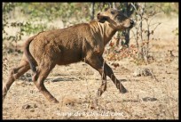 Buffalo calf on the run (Photo by Joubert)
