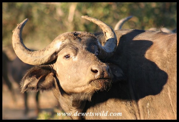 Buffalo cow (Photo by Joubert)